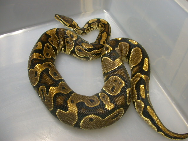 Male Yellow Belly Ball python