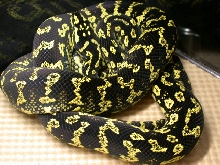 2006 Female Jungle Carpet Python