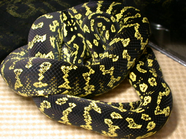 2006 Female Jungle Carpet Python