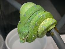 2007 Aru Chondro