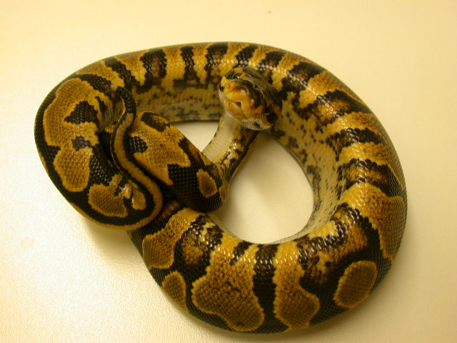 2009 Yellow Belly Ball Python