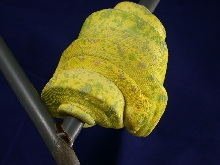 High Yellow Biak