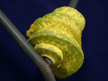 High Yellow Biak Chondro