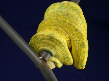 High Yellow Biak GTP