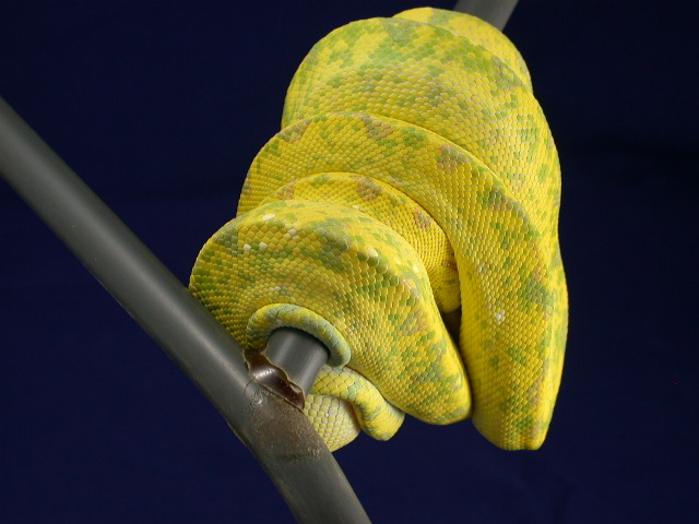 High Yellow Biak GTP