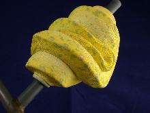 Biak GTP