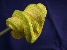 2008 Male Biak GTP