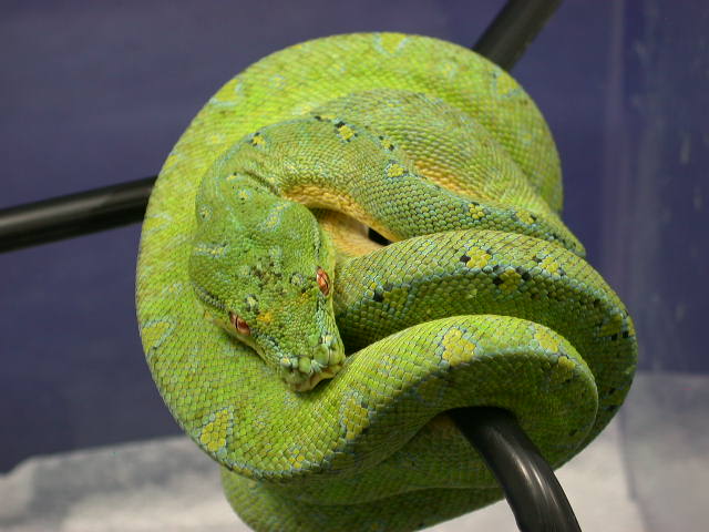 2010 Wamena GTP