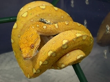2010 Biak GTP