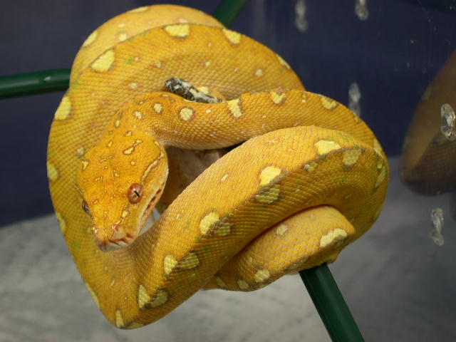 2010 Biak GTP