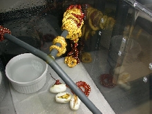 2012 Biak Hatchlings