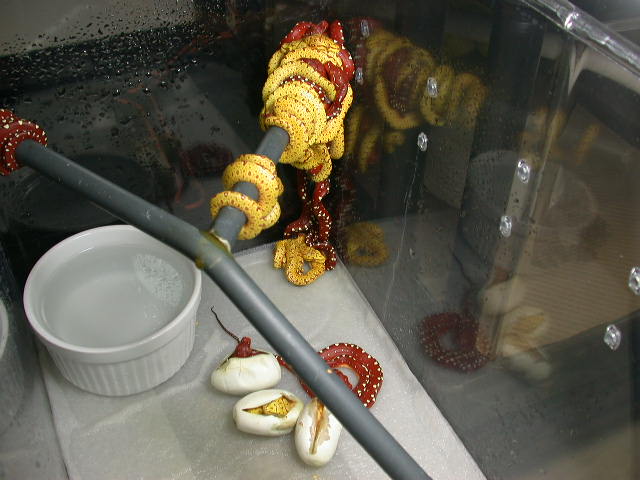 2012 Biak Hatchlings