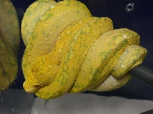 Green Tree Pythons