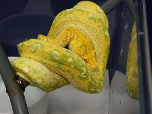 Green Tree Pythons