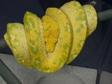 2010 High Yellow Biak Green Tree Python