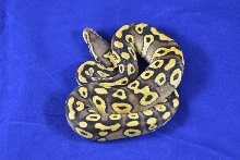 2012 Pastave Ball Python