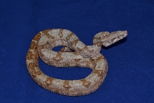 2012 Hog Island Boa