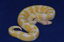 2012 Albino Ball Python