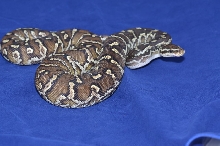 2012 Angolan Python