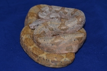 2012 Female Hog island Boa