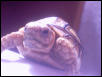 leopard tortoise