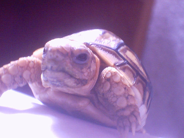 leopard tortoise