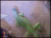 rex