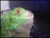 spike