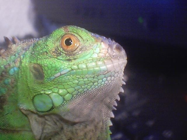 spike