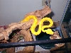 New snake