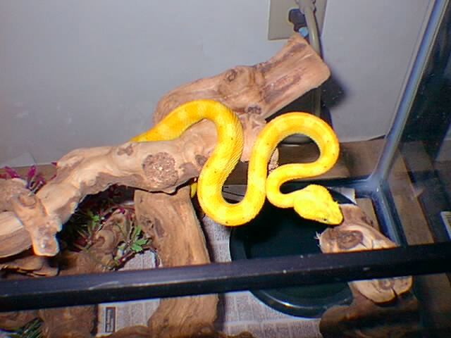 New snake