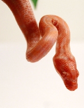 Hatched by Sobek Serpents (USA)