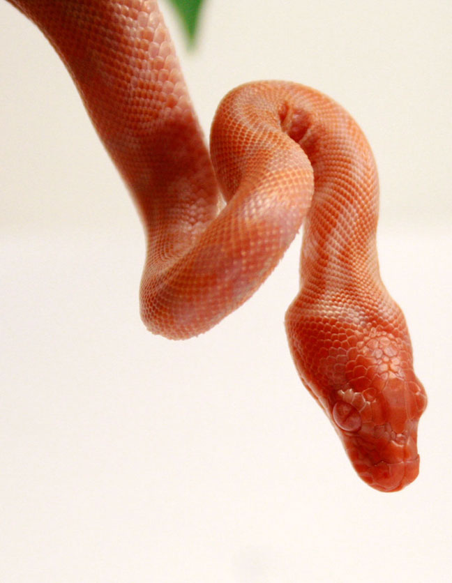 Hatched by Sobek Serpents (USA)