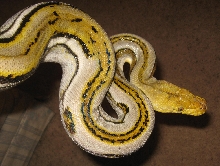 8 foot Dwarf Genetic stripe female