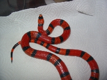 DH Ghost Male2