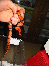 Tangerine Male