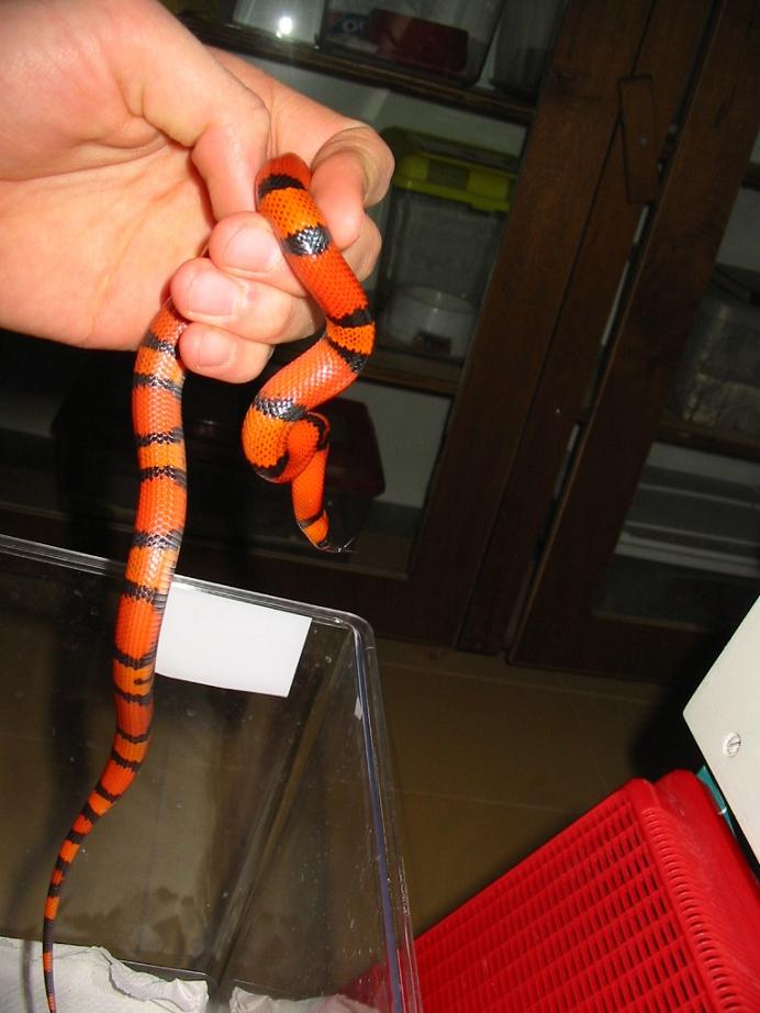 Tangerine Male