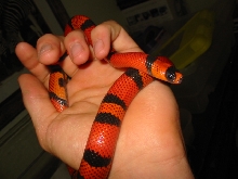 DH Ghost male1