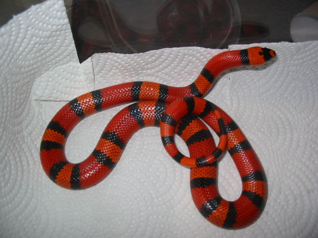 0.1 DH ghost2