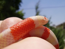 Albino Macro shot
