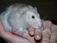 Henry