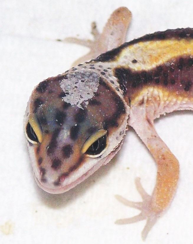 shedding