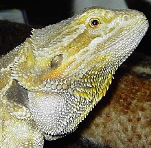 Raziel