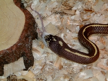 Loco feeding