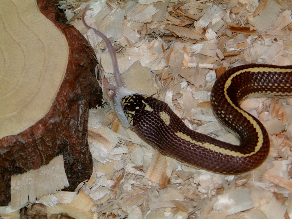 Loco feeding