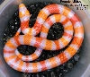 Female albino, het anery (snow) 8-30-04