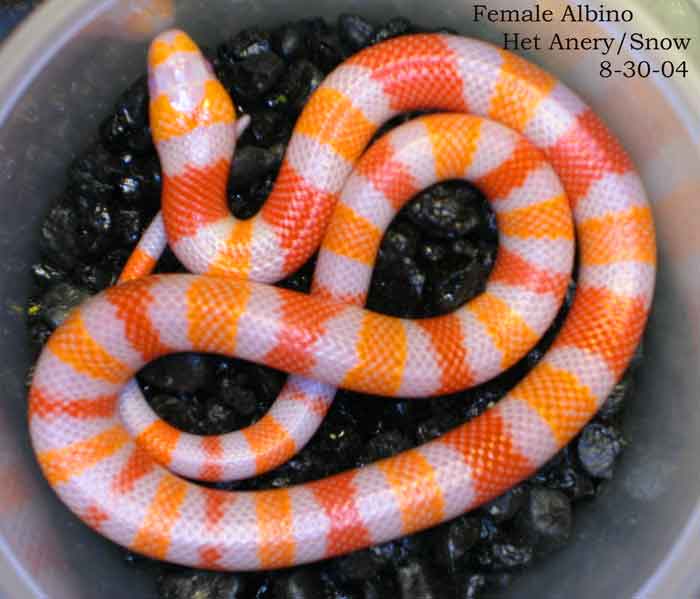 Female albino, het anery (snow) 8-30-04