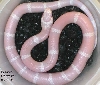 Female Snow Honduran #4 8-30-04