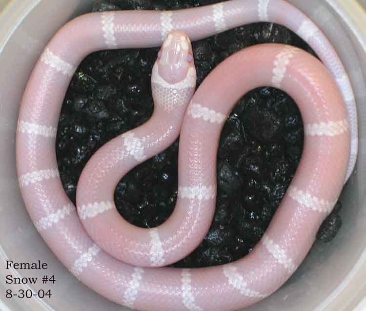 Female Snow Honduran #4 8-30-04