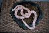 Albino Black rat 2004